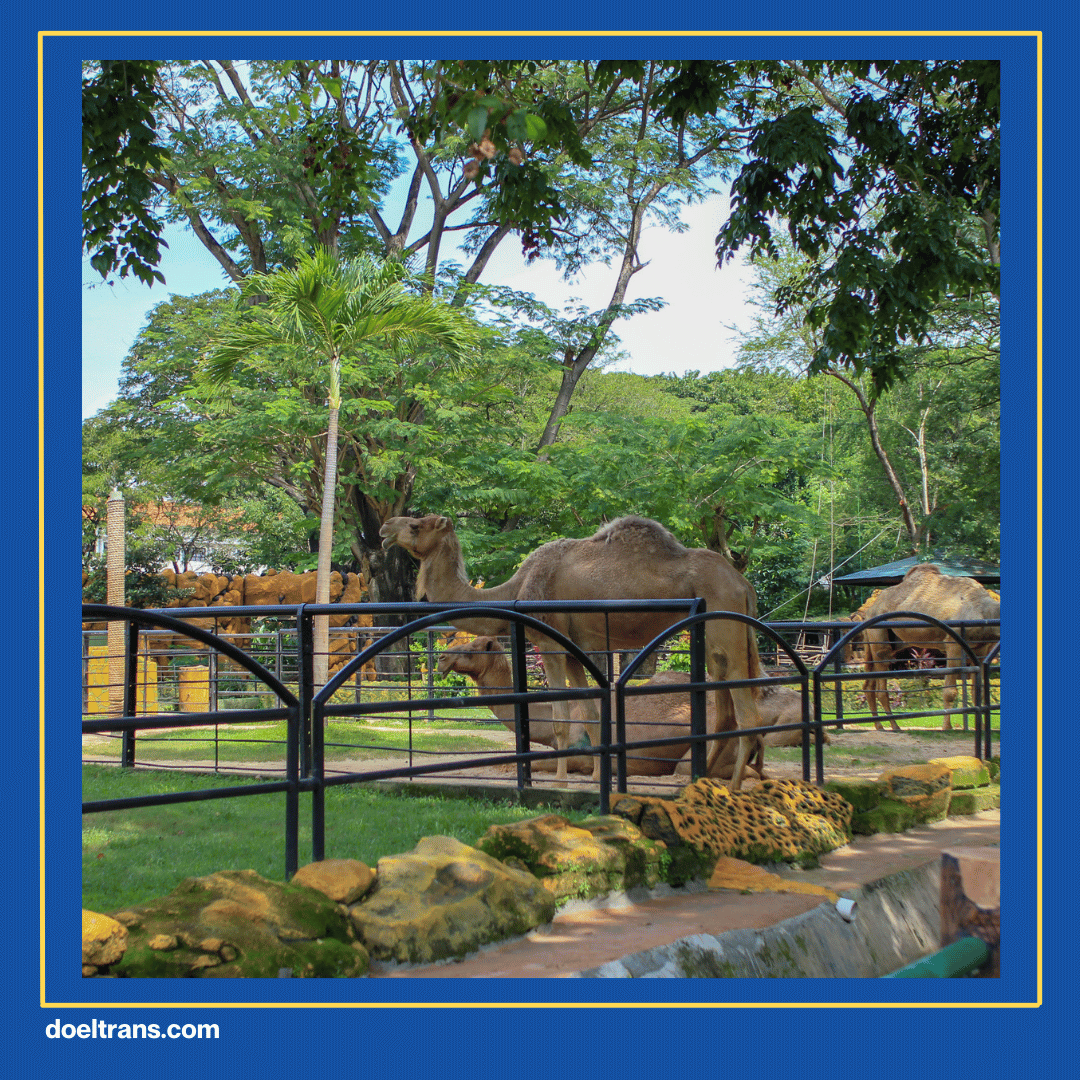 Kebun Binatang Ragunan di Jakarta.
