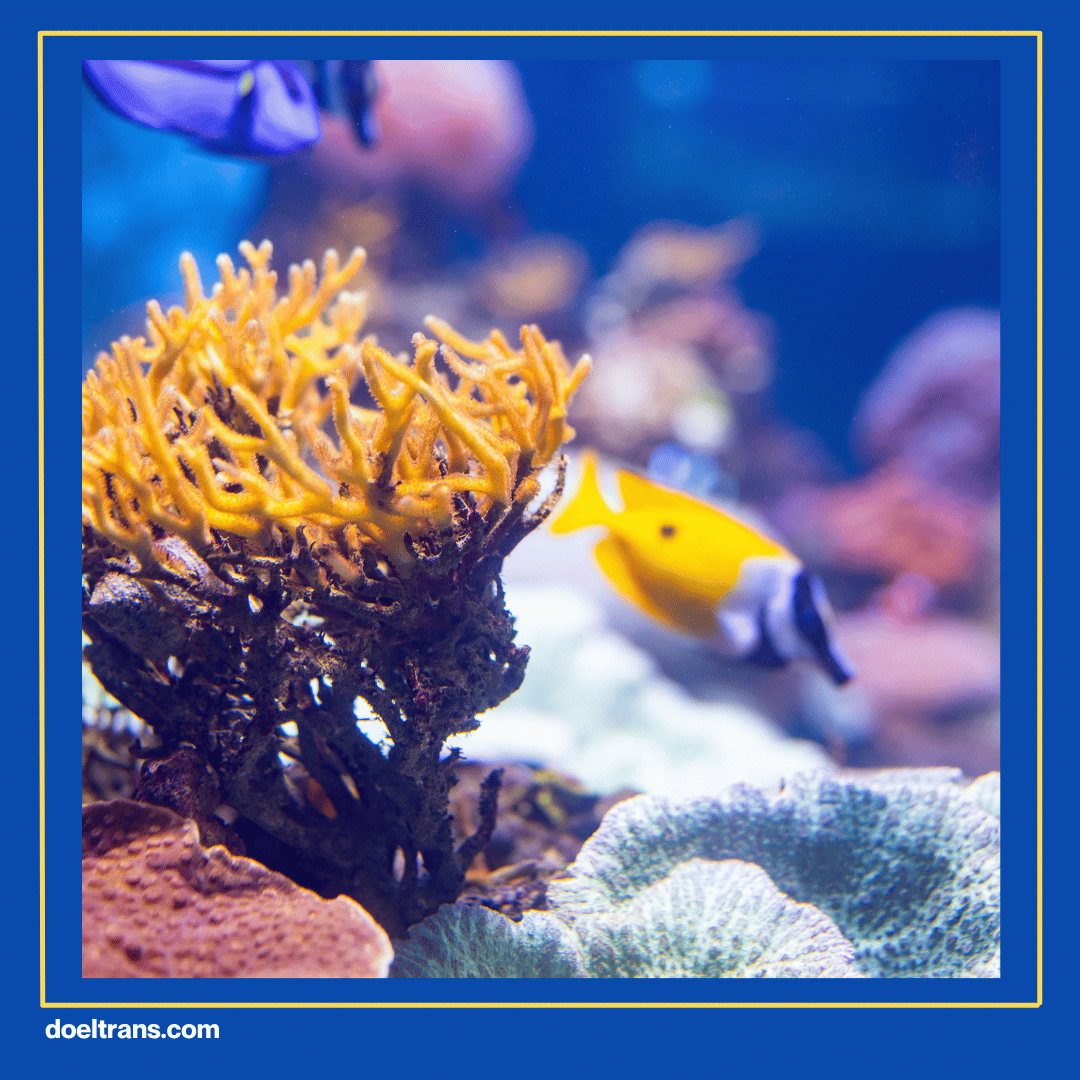 Edukasi tentang Konservasi Laut