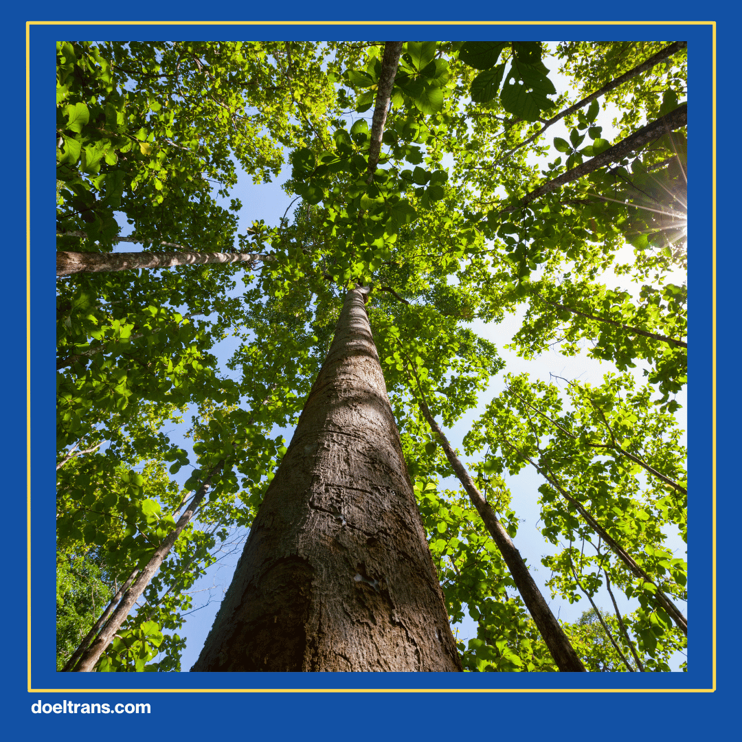 Hutan Jati Raya Sindang Asih