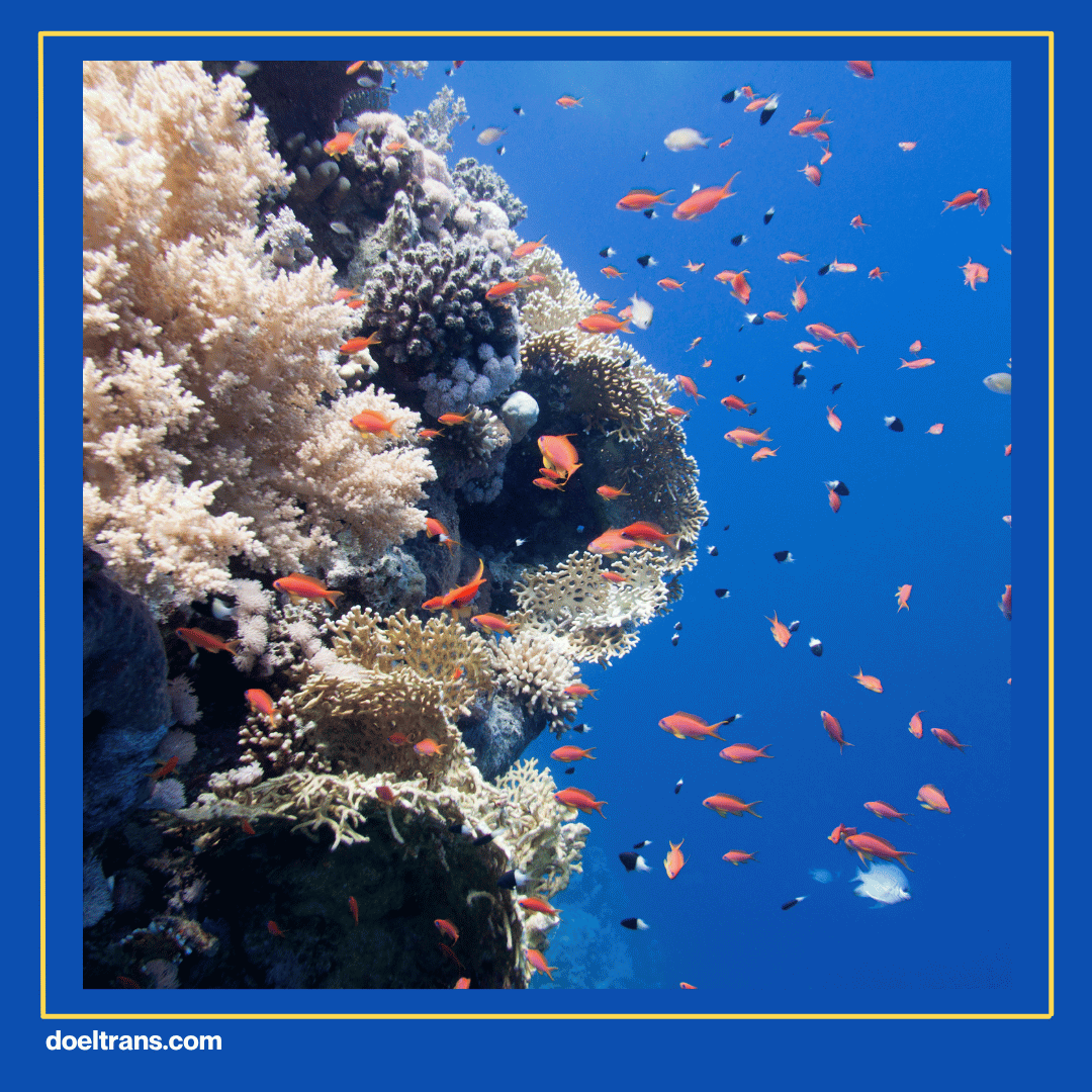 Melihat Aneka Biota Laut