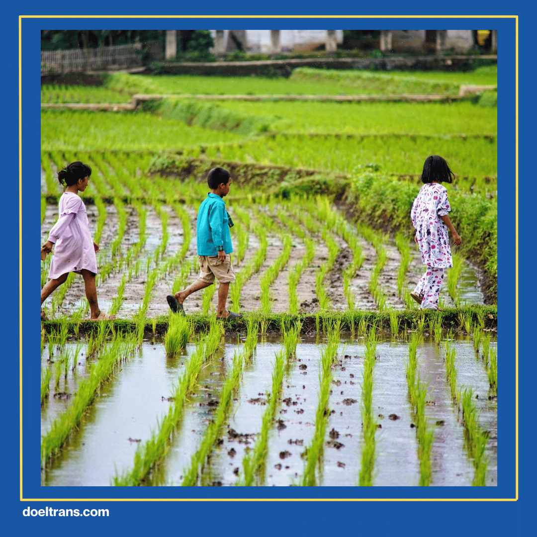 Padi-Padi Picnic Pakuhaji
