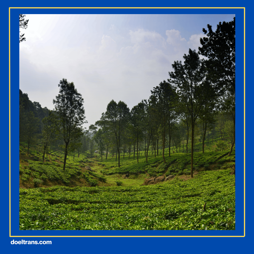 Kebun Teh Gunung Mas