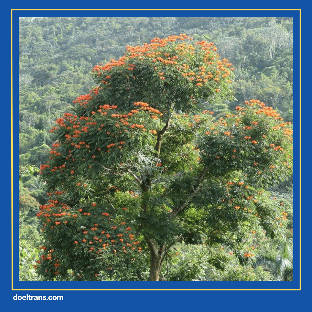 Taman Spathodea